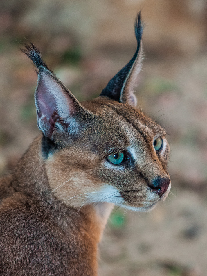 Felis caracal / felis caracal / автор: aaron gershon.